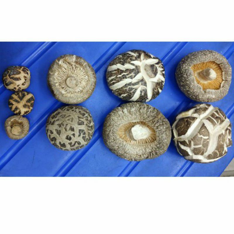 

Jamur Payung 100gram