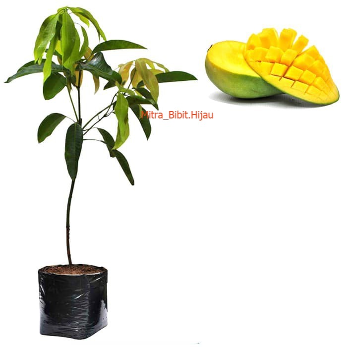 Bibit Mangga Arumanis