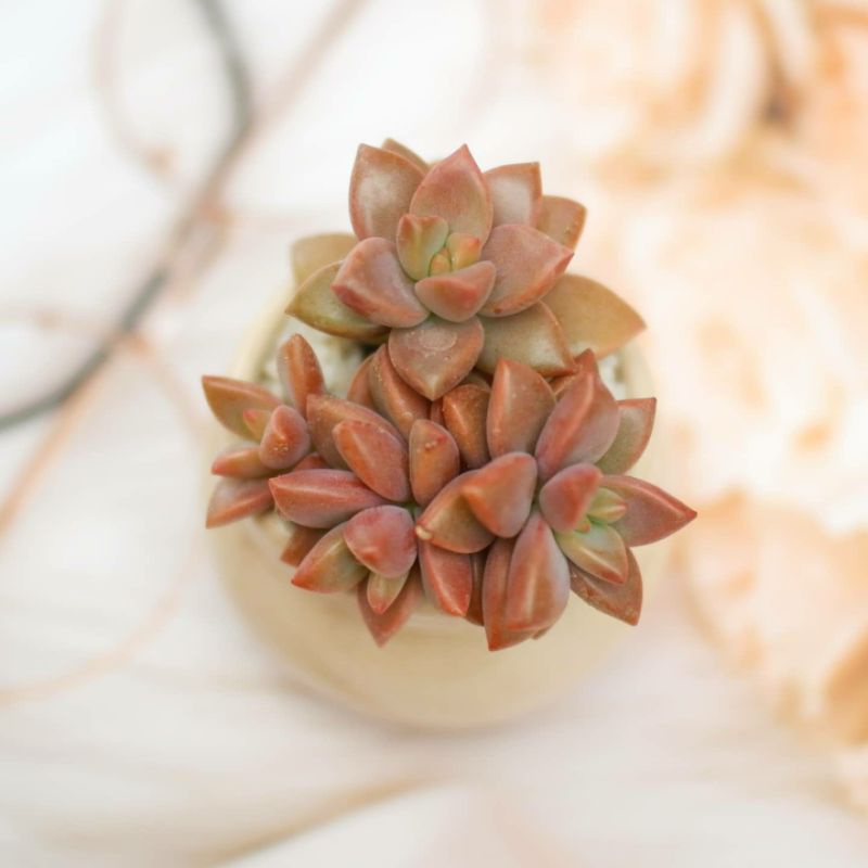 Sukulen Graptopetalum Bronze