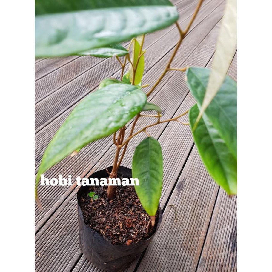 Terlaris Benih Tanaman Durian Montong Super Kw+