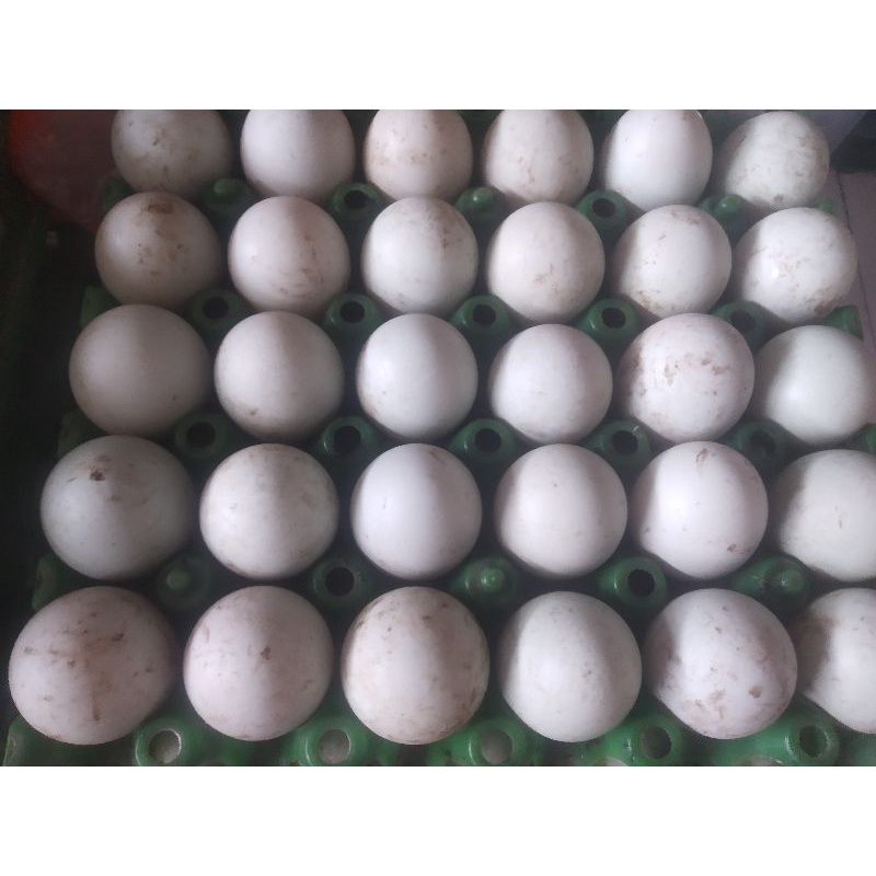 

Telur Bebek Omega Fresh Peternak Langsung