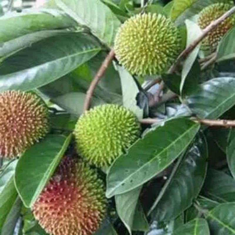 Rambutan binjai berbunga