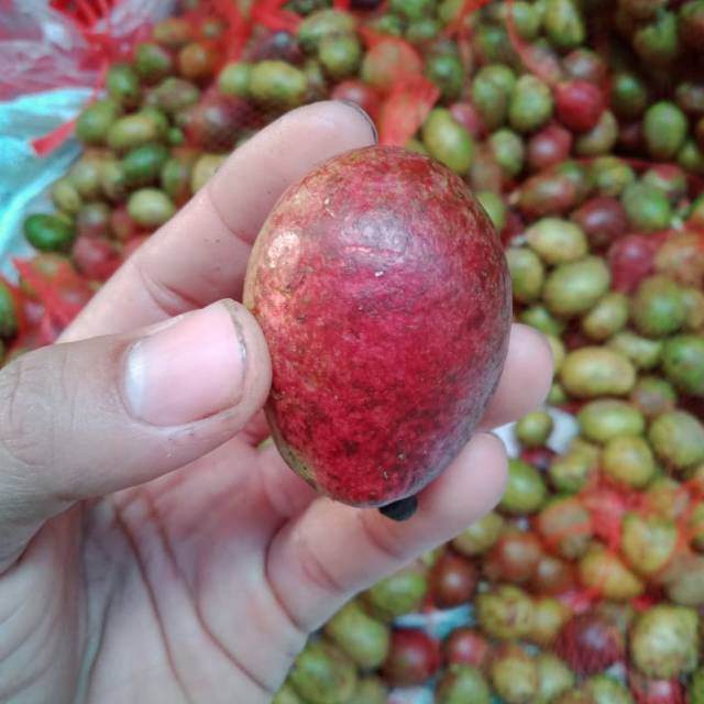 

BUAH MATOA PAPUA