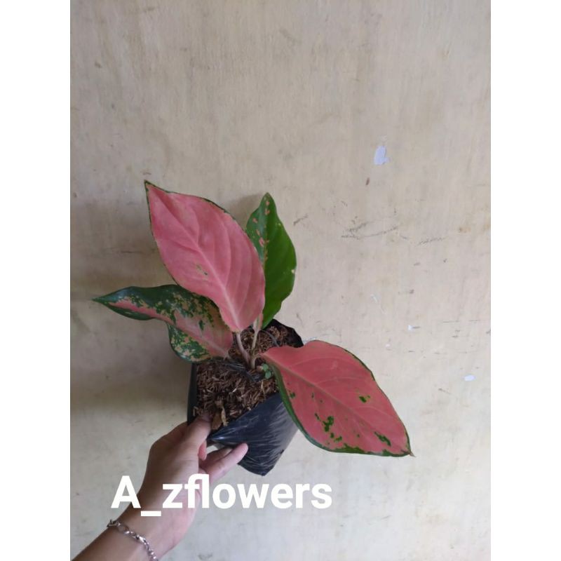 AGLONEMA KOCHIN CAMELEON