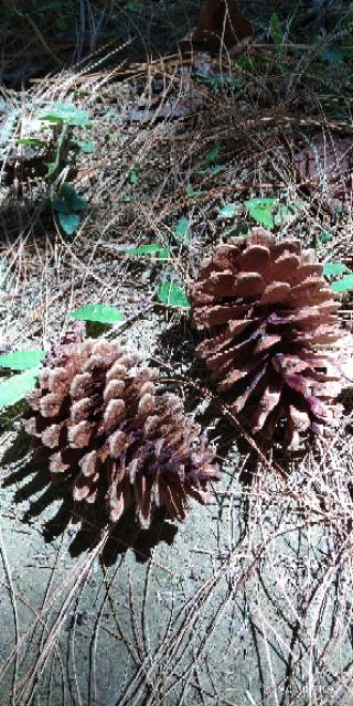 Bunga Pinus Kering Pinecones Rustic Strobilus kering Dried9