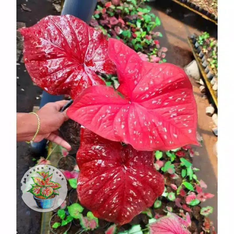 BISA COD Bonggol cladium red import thailand | Umbi keladi thailand import
