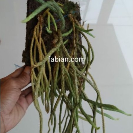 Huperzia Carinata / lycopodium carinatum