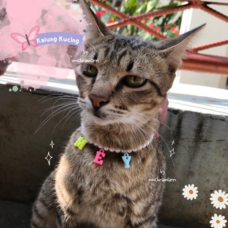 KALUNG KUCING LUCU REQUEST NAMA / PEARL NECKLACE UNTUK KUCING / KALUNG MUTIARA KUCING