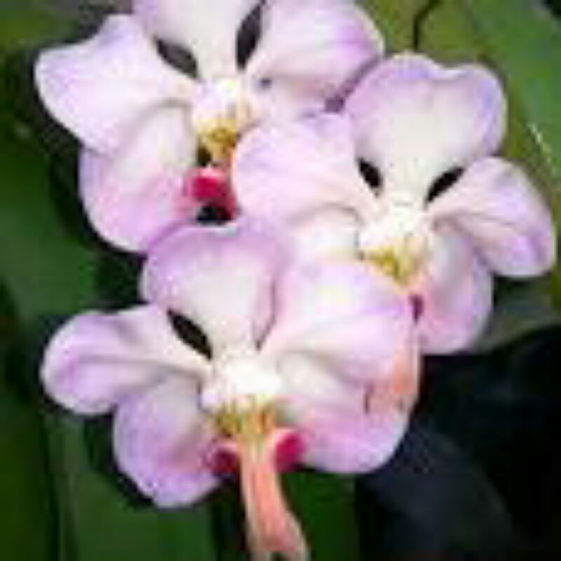 Anggrek Vanda Foetida