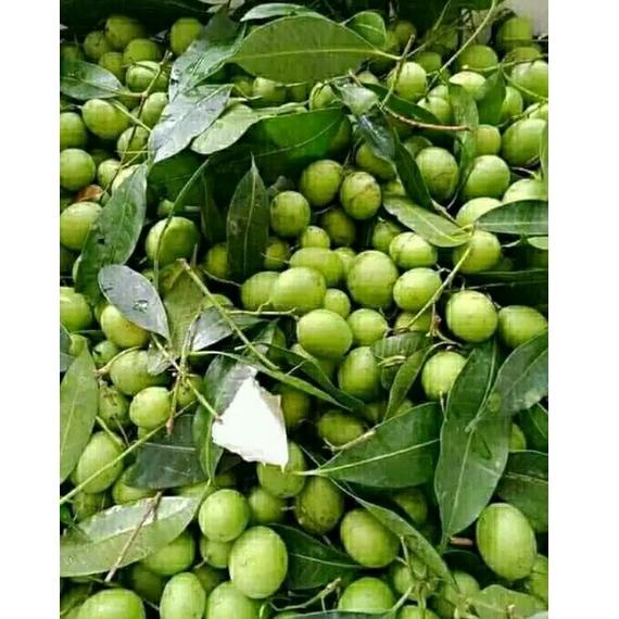 

R-AYT> ❤> BUAH GANDARIA BUAH JATAKE JENTAK MUDA 250 GRAM ||viral>