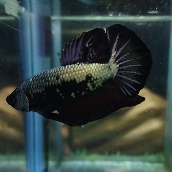 IKAN CUPANG PK BLACK SAMURAI 100% REALPICT (KODE AL5)