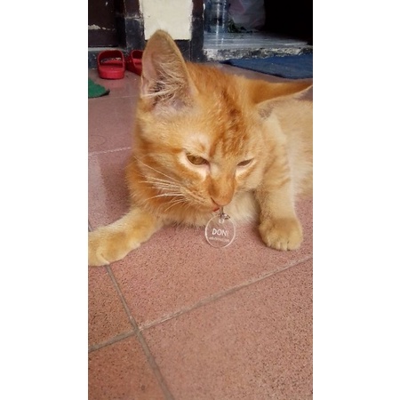 BANDUL / LIONTIN  KUCING /ANJING DARI AKRILIK /MURAH