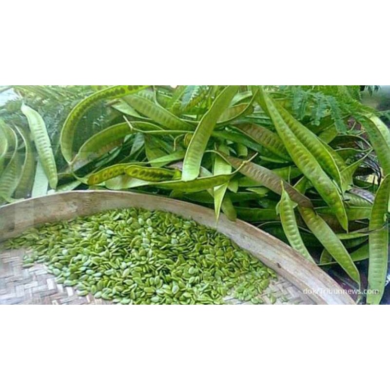 Pete cina kupas ,lamtoro atau mlanding