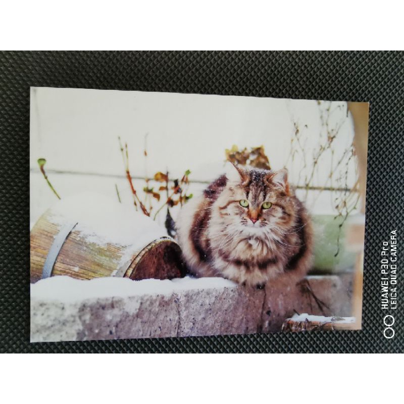 

kartu pos kucing/cat postcard