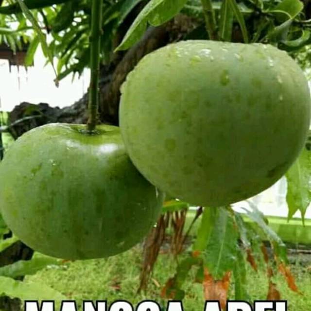 Bibit mangga apel [Bibit Berkualitas Unggul]