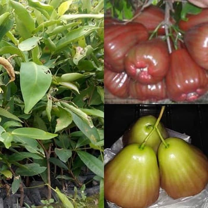 Bibit Tanaman Jambu Bajang Leang Okulasi Bibit Jambu Bajang Leang Manis