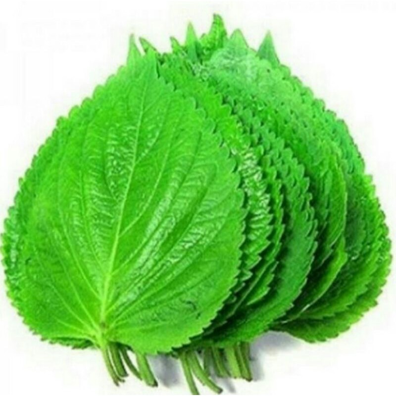 

Perila Leaf Fresh - Daun Wijen Muda Untuk Bungkusan BBQ 100gr