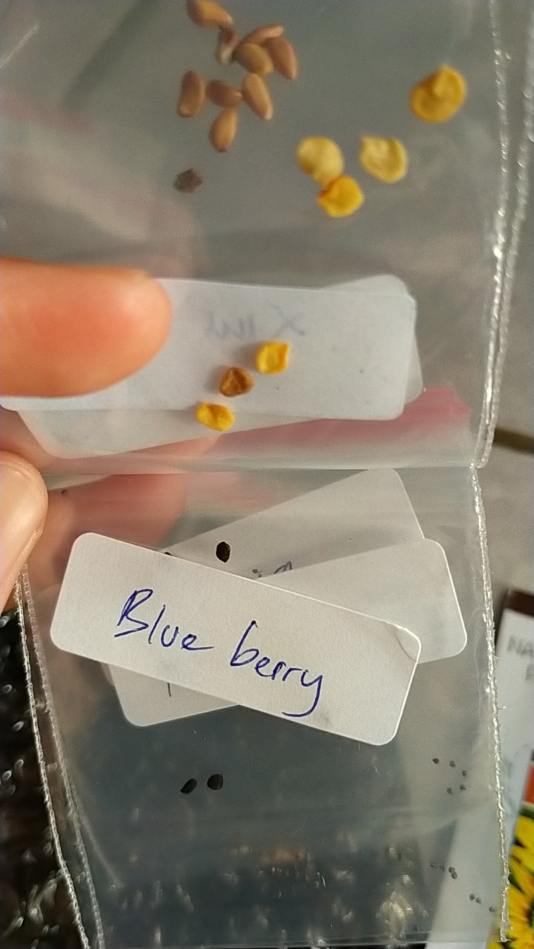 (isi 10 Butir)benih Blue Berry