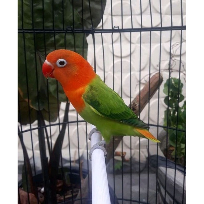 burung LB biola gren