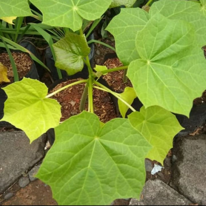 Bibit pohon jarak pagar/pohon jarak