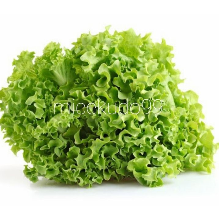 

FRESH GREEN CURLY LETTUCE 500 GRAM / SELADA KERITING HIJAU