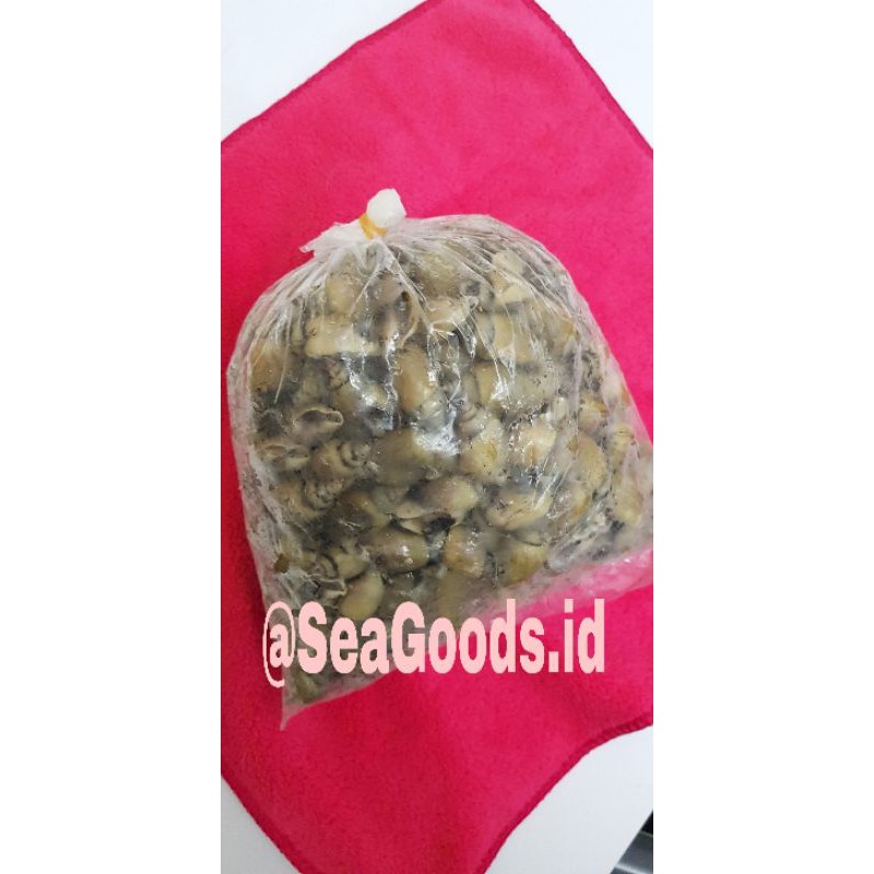 

Siput Frozen 1kg SeaGoods.id