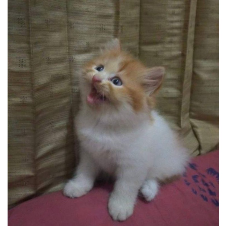 kucing anggora