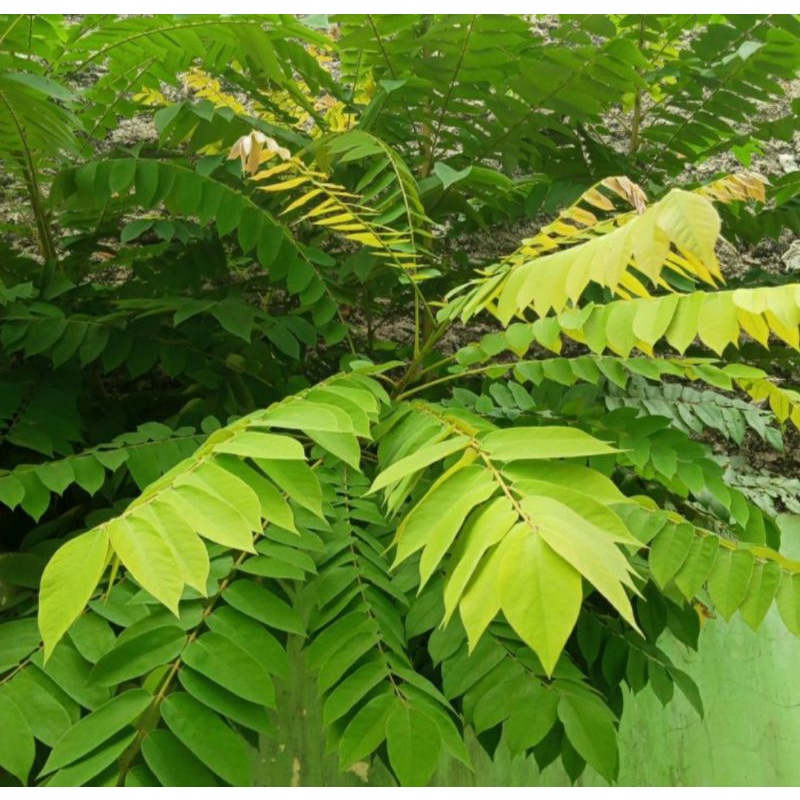 

Daun Belimbing Wuluh. Segar