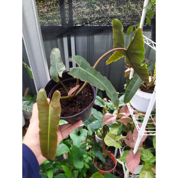 Philodendron Ababil / Atabapoense x Billitiae