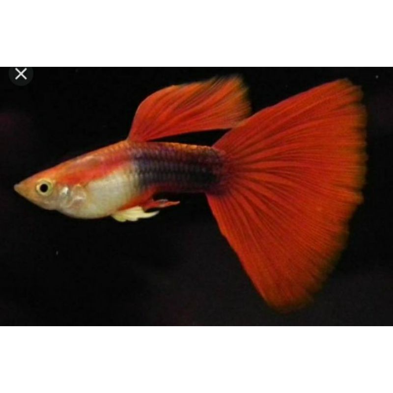 Ikan Guppy Red Blonde