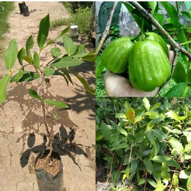 bibit jambu air khiojok unggulan