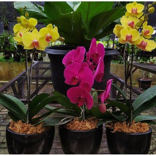 Tanaman Hias Hidup. Anggrek Bulan / Phalaenopsis Premium ...