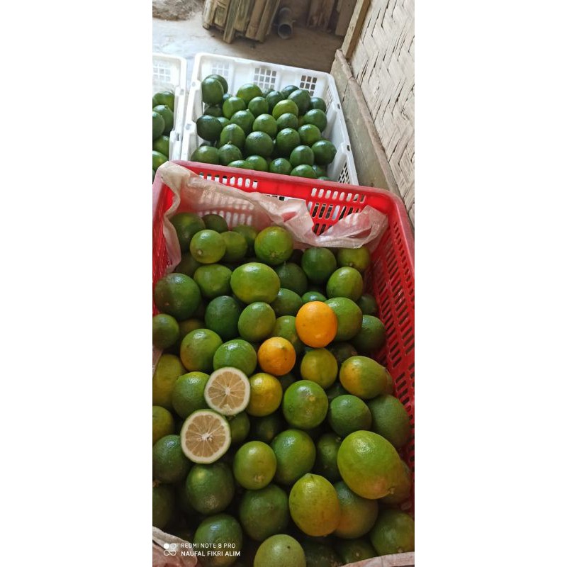 

JERUK LEMON CALIFORNIA 1 KG