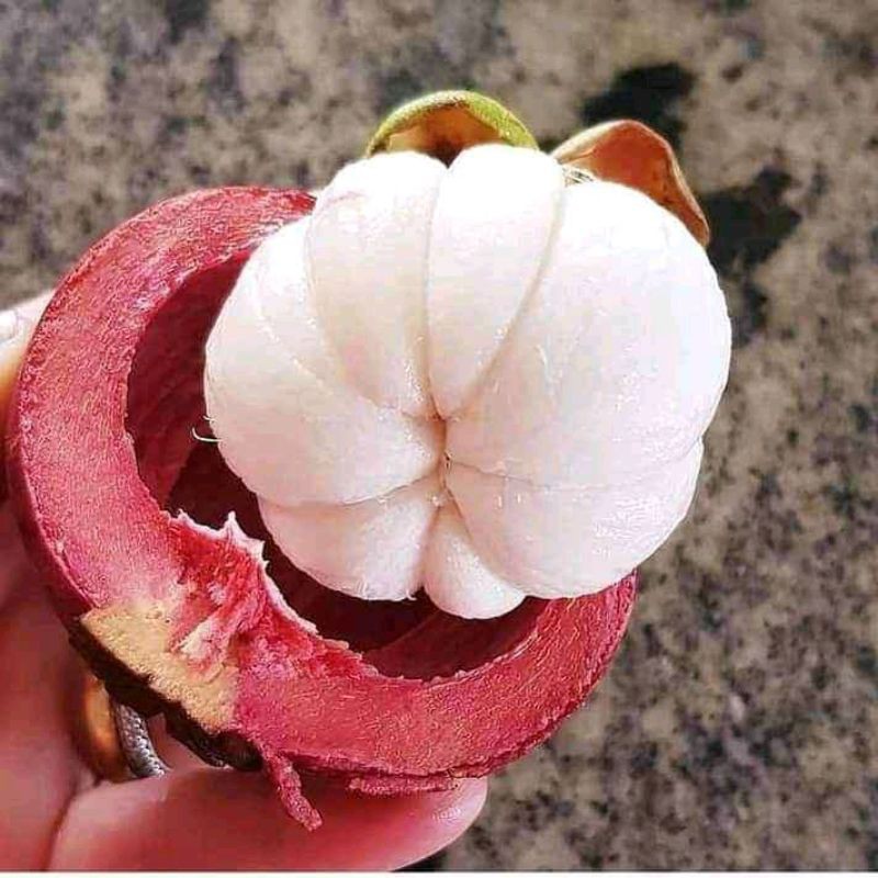 BIBIT MANGGIS KONDISI BERBUAH COCOK BUAT TAMBULAPOT