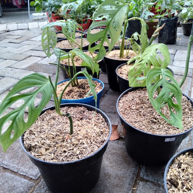 Monstera Janda Bolong | Monstera Adansoni | Janda Bolong Adansoni