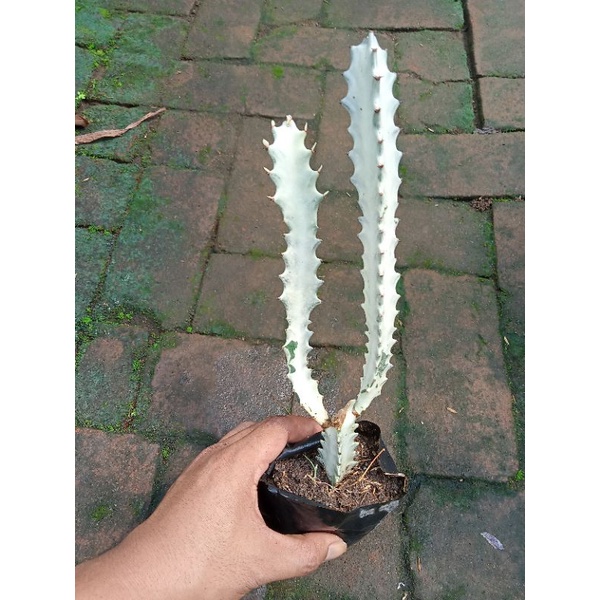 Kaktus Putih / Euphorbia Lactea White Ghost