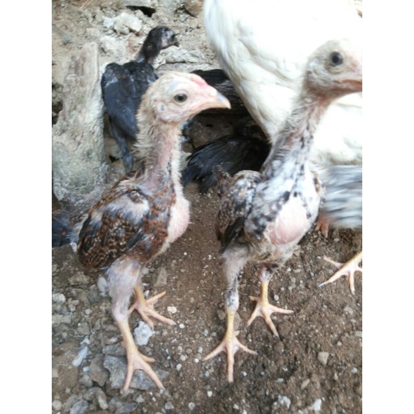 anak ayam kampung asli 1 bulan