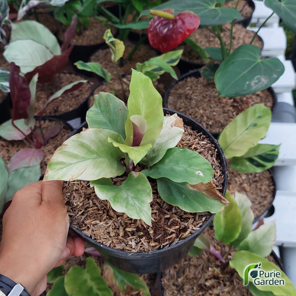 Tanaman Hias Hidup Calathea Calatea Kalatea Thai Beauty Yellow PG KDR