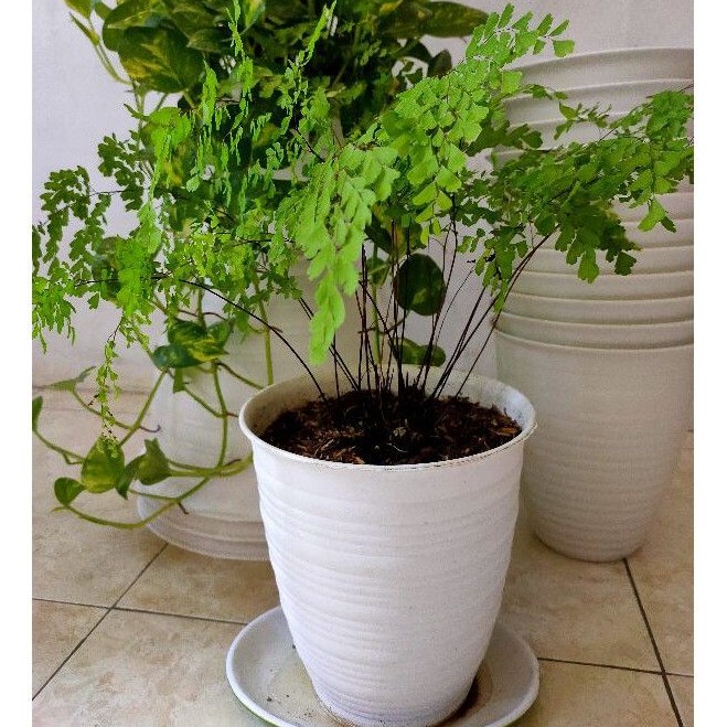 Pot Tawon Tirus 21 Taiwan P BEE 185