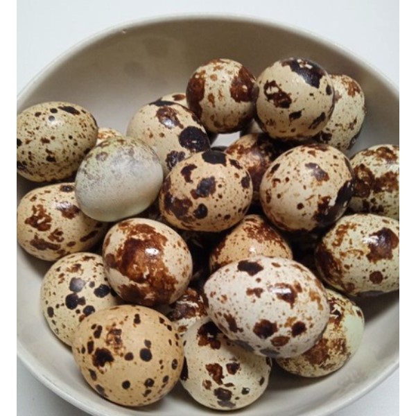 Telur Puyuh - Telur Burung Puyuh - Berkualitas
