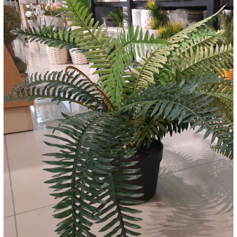tanaman artificial boston fern informa