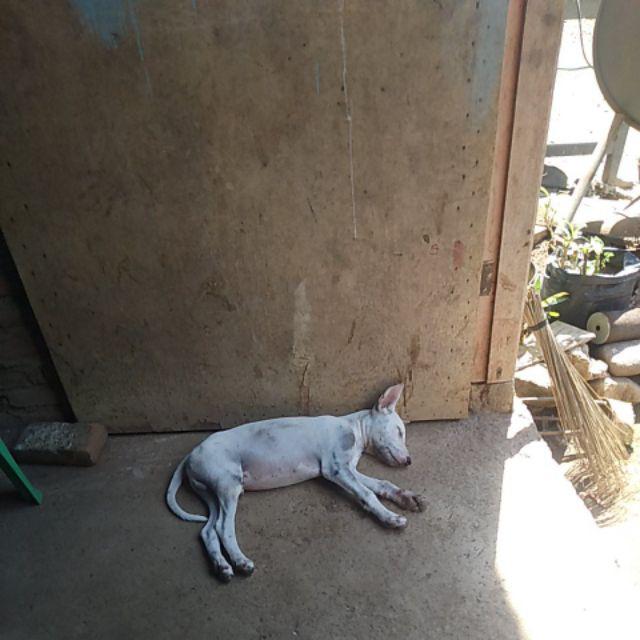 1pcs Pengukur Baju / Kain 1,5 Meter Ada Besinya Diujung