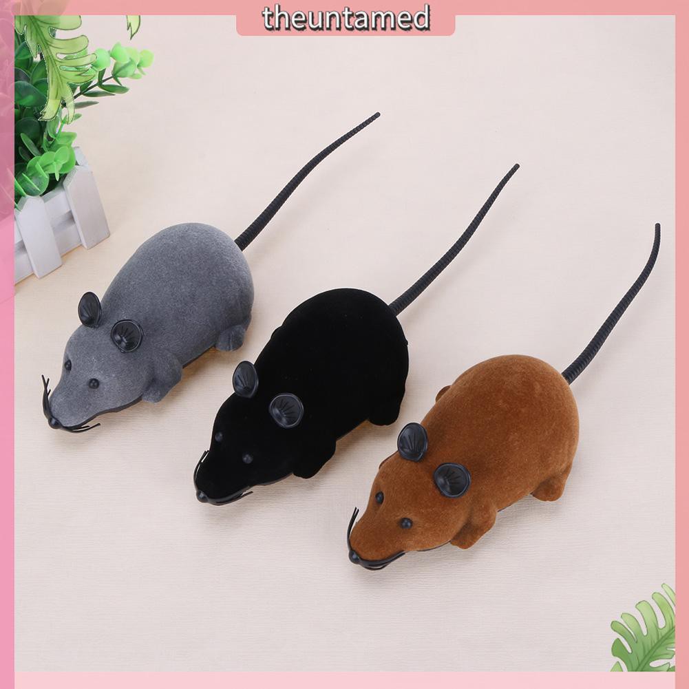 remote control kitten