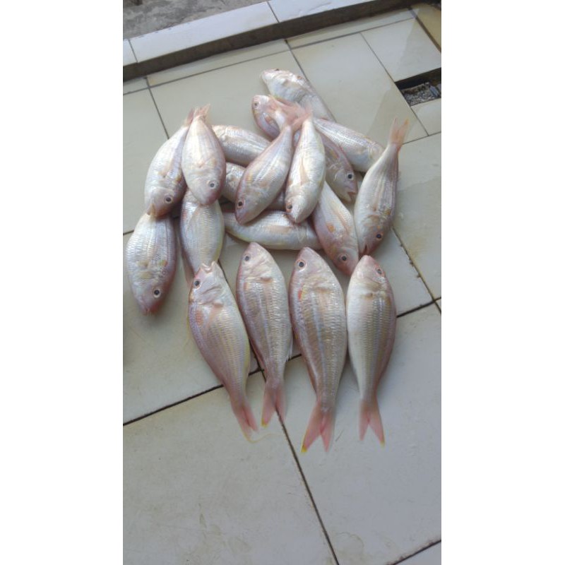 

Ikan Terisi