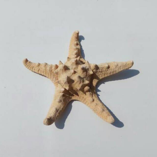 10 Gambar Bintang Laut Cari Gambar Keren HD 10 Gambar Bintang Laut Cari Gambar Keren HD