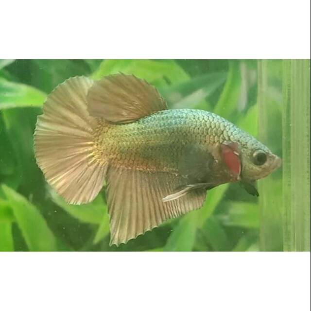 male avatar gold