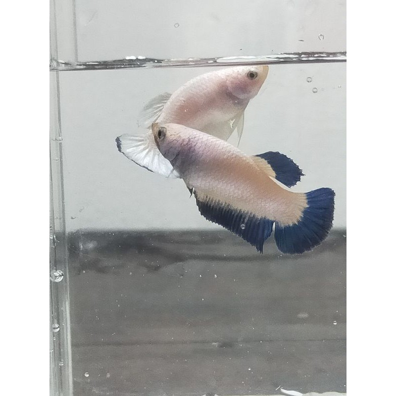CUPANG FEMALE BLUERIM GEN R1 LIEBETTA_