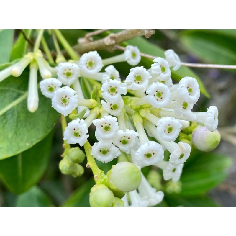Bibit tanaman bunga wangi day-blooming jasmine (Cestrum diurnum)