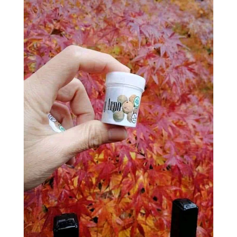 pil manjakani chy arno