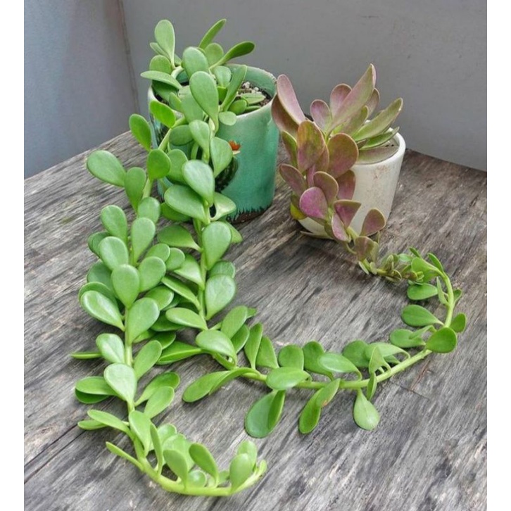 Tanaman Sukulen Jade Plant Gantung